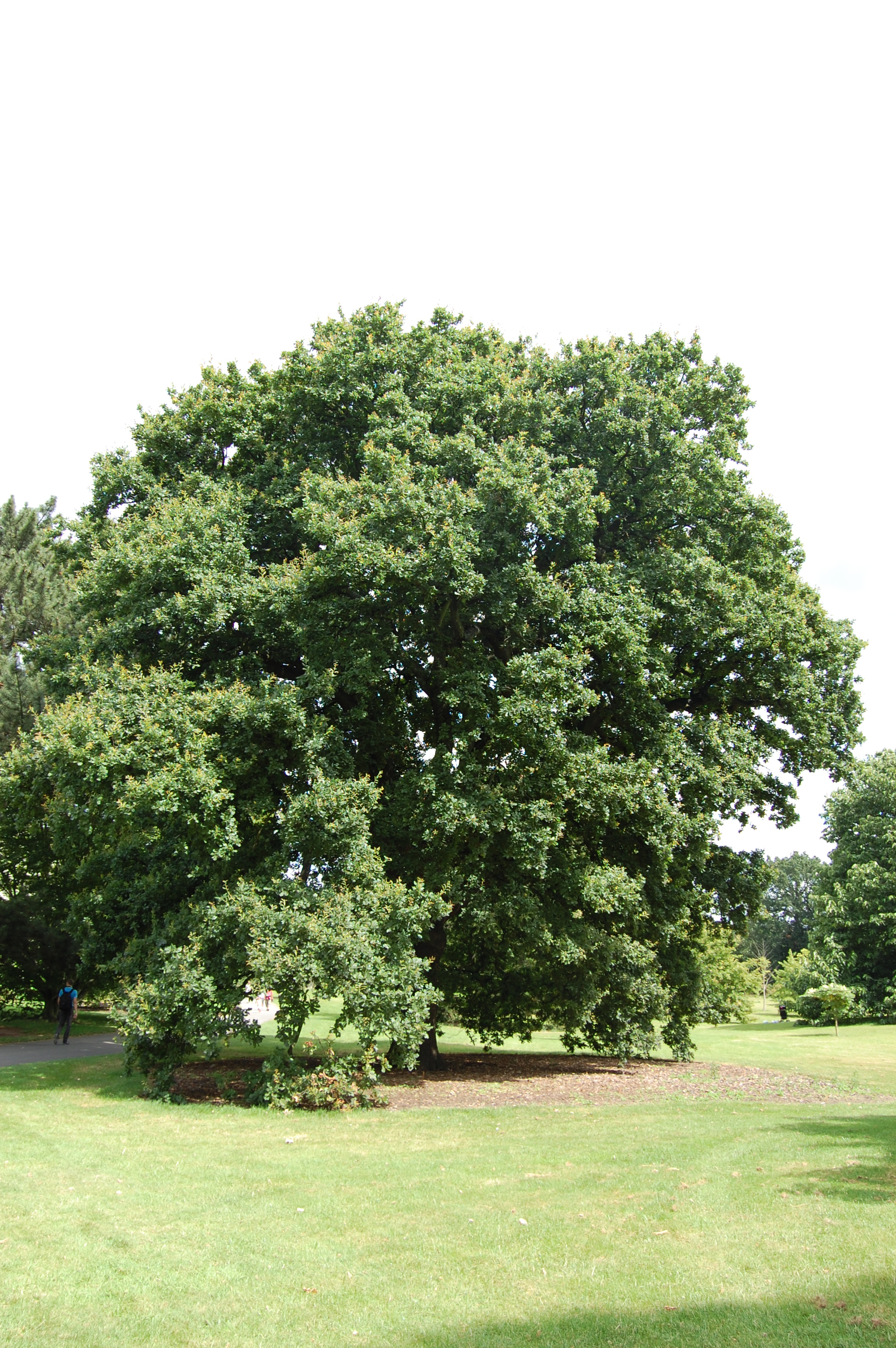 Quercus robur | landscape architect's pages