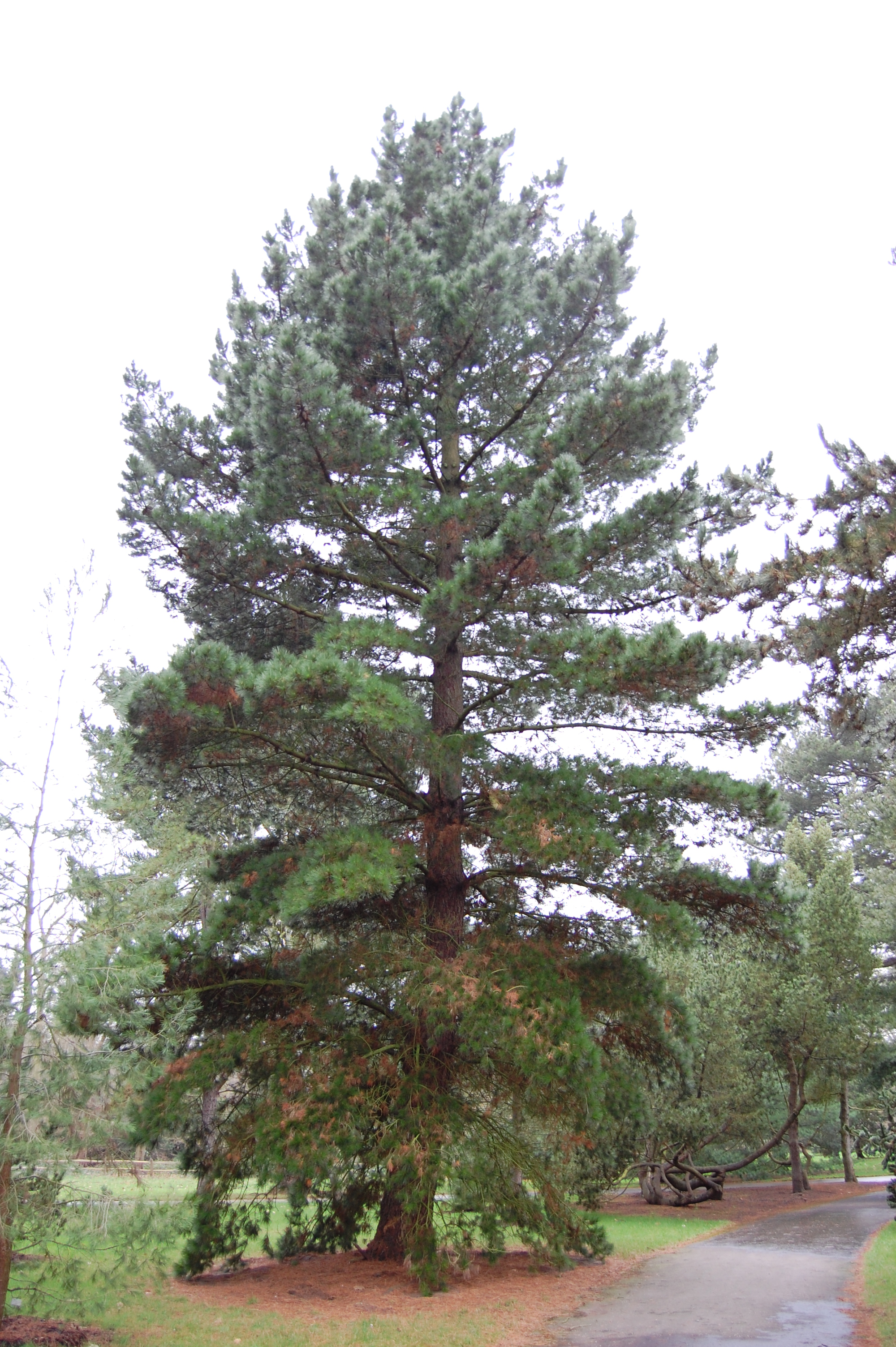 Nature Wood - beschrijving Radiata Pine