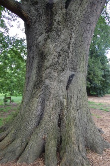 Quercus castaneifolia Trunk (28/07/2012, Kew Gardens, London)
