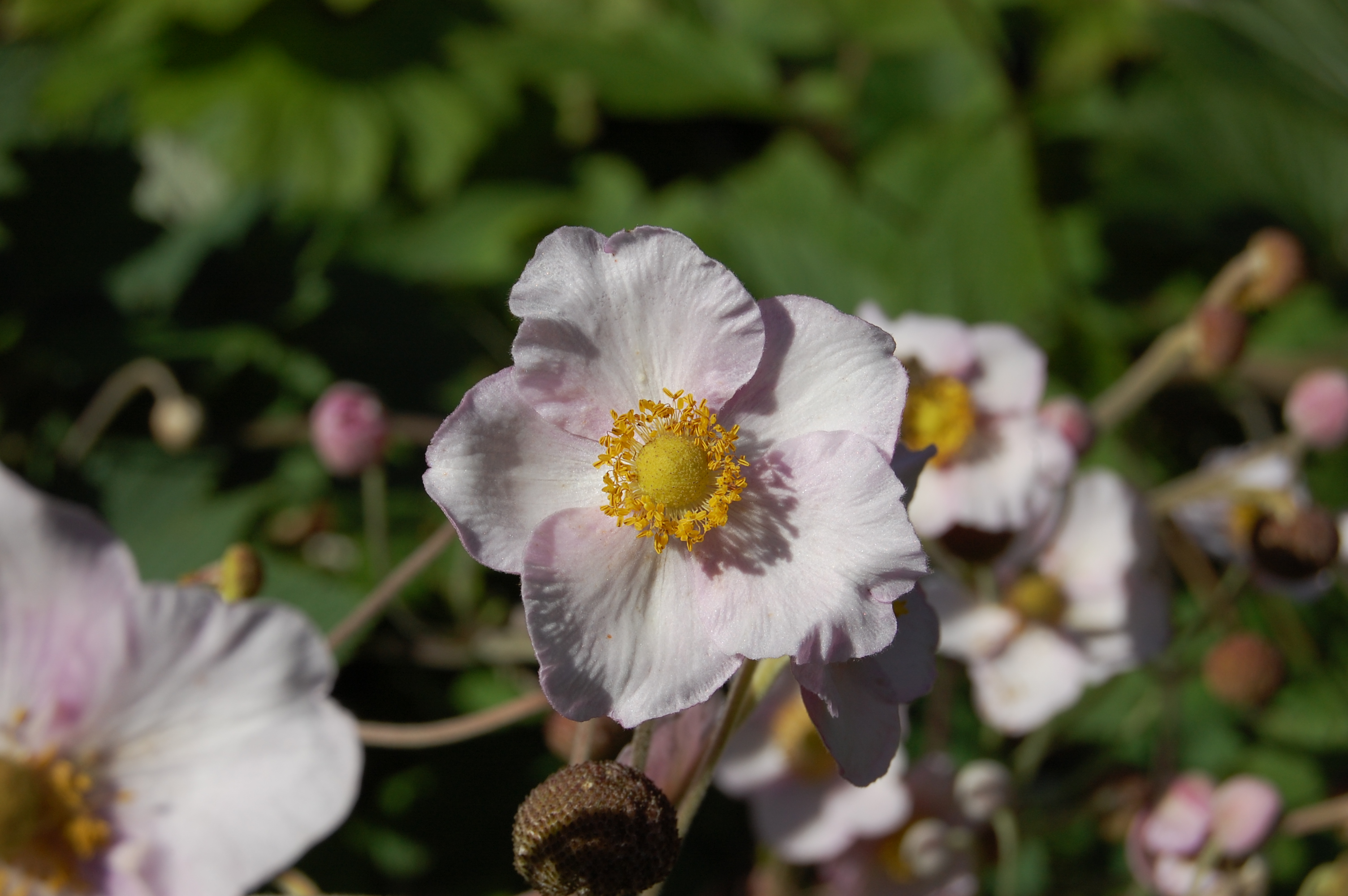 Anemone hupehensis | landscape architect's pages