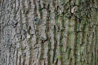 Fraxinus americana Bark (20/10/2012, Kew Gardens, London)