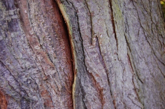 Hippophae rhamnoides Bark (18/11/2012, Kew Gardens, London)