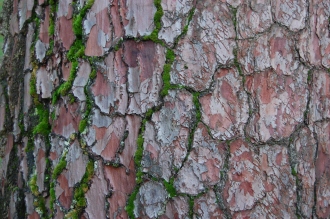 Pinus pinaster Bark (18/11/2012, Kew Gardens, London)