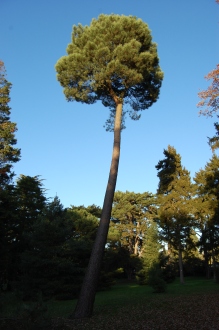Pinus pinaster (18/11/2012, Kew Gardens, London)