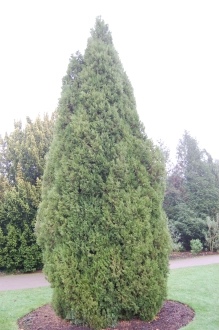Juniperus virginiana (06/01/2013, Kew Gardens, London)