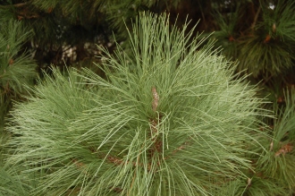 Pinus coulteri Leaf (06/01/2013, Kew Gardens, London)