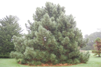 Pinus coulteri (06/01/2013, Kew Gardens, London)