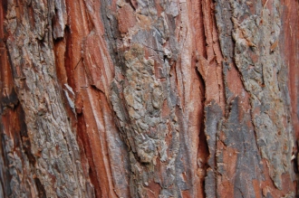 Calocedrus decurrens 'Aureovariegata' Bark (27/01/2013, Kew Gardens, London)