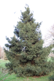 Picea morrisonicola (27/01/2012, Kew Gardens, London)