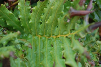 Blechnum chilense Leaf (09/02/2013, Kew Gardens, London)