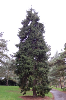 Picea orientalis 'Aurea' (09/02/2013, Kew Gardens, London)