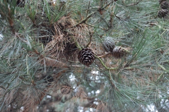 Pinus brutia Cone (09/02/2013, Kew Gardens, London)