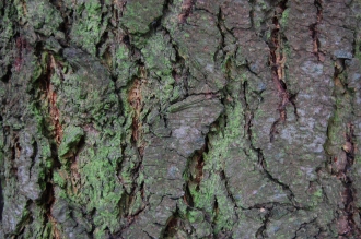 Pseudotsuga macrocarpa Bark (09/02/2013, Kew Gardens, London)