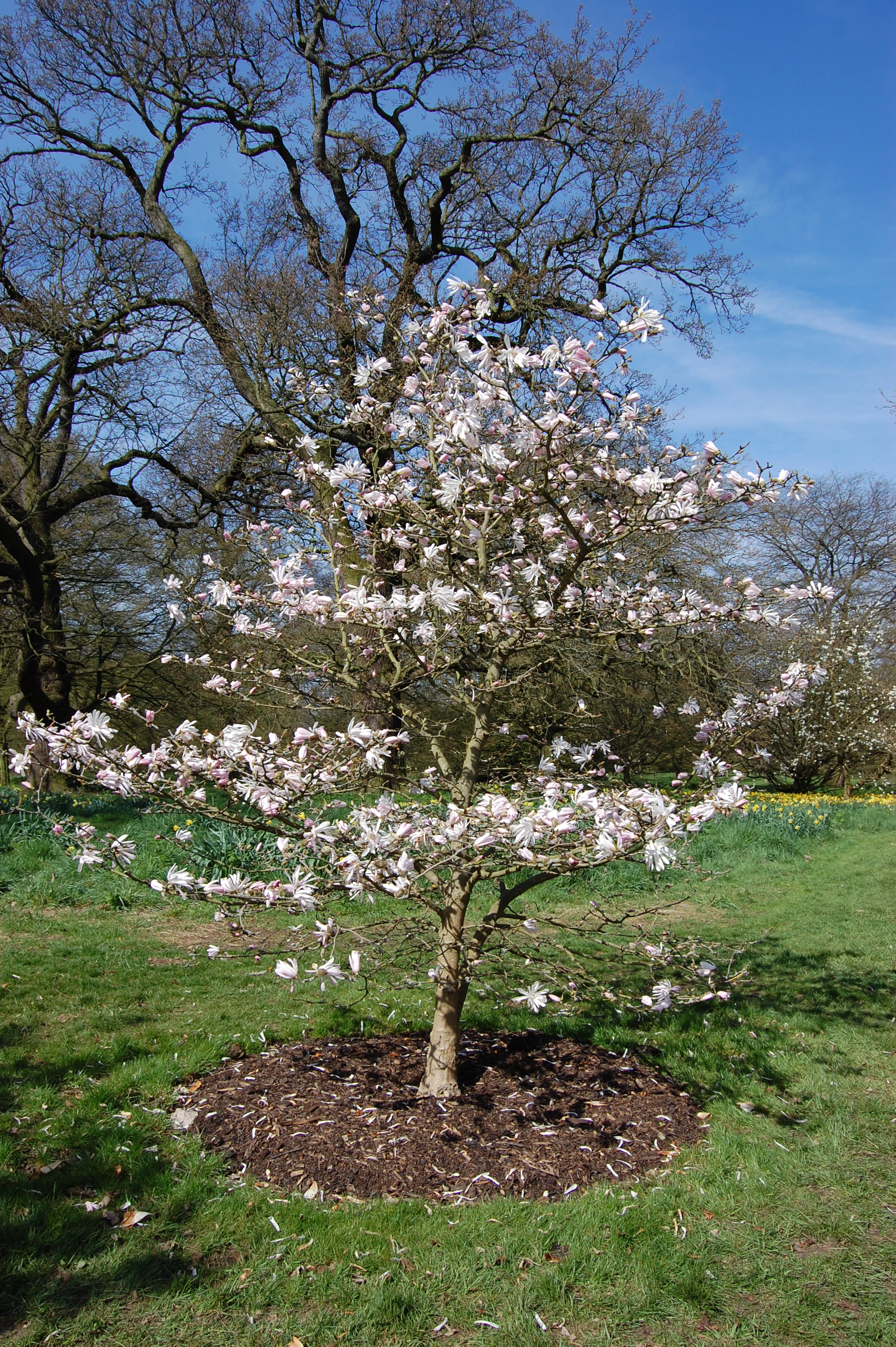 Semis de Magnolia Magnolia-x-loebneri-raspberry-fun