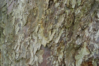 Davidia involucrata Bark (18/05/2103, Kew Gardens, London)