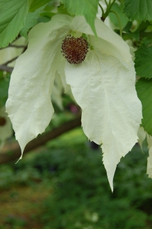 Davidia involucrata Flower (18/05/2103, Kew Gardens, London)