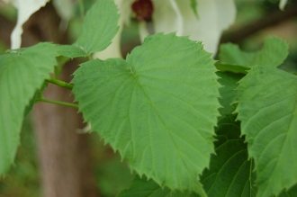Davidia involucrata Leaf (18/05/2103, Kew Gardens, London)