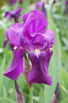 Iris germanica Flower (18/05/2013, Kew Gardens, London)