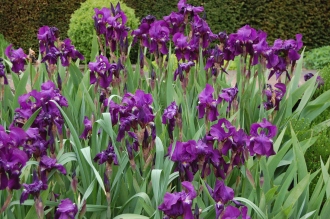 Iris germanica (18/05/2013, Kew Gardens, London)