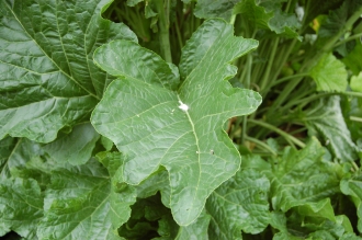 Crambe cordifolia Leaf (23/06/2013, Kew Gardens, London)
