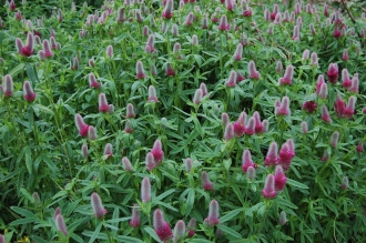 Semis de Trifolium Trifolium-rubens